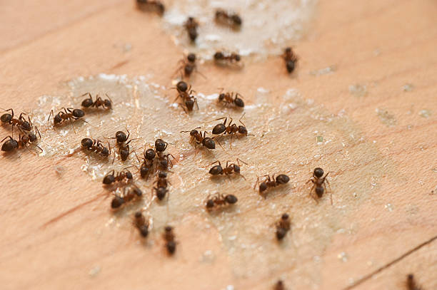 Best Termite Control Services  in Willamina, OR